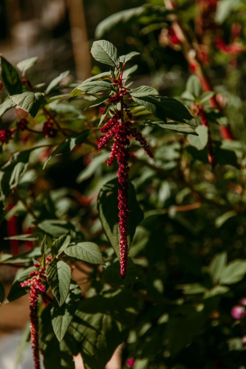 2025Zak_MadelineWedding-41